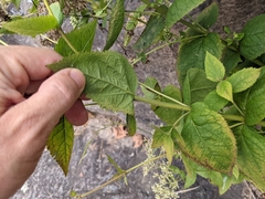 Eupatorium pubescens
