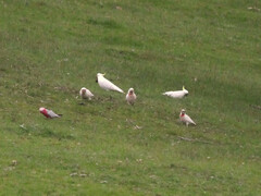 Cacatua tenuirostris