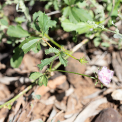 Hibiscus brachysiphonius