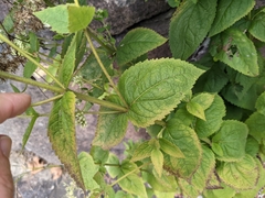 Eupatorium pubescens