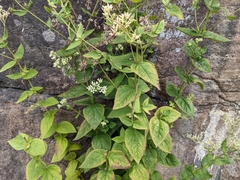 Eupatorium pubescens