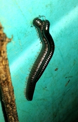 Ommatoiulus moreleti