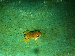 Fejervarya limnocharis