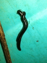 Ommatoiulus moreleti