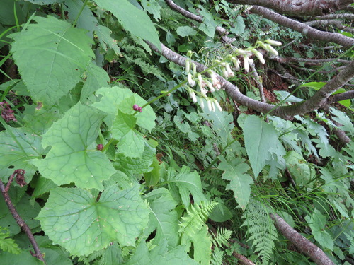 eared Indian plantain (Parasenecio auriculatus)