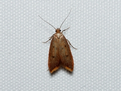 Tachystola acroxantha