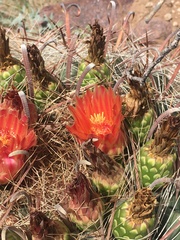 Ferocactus wislizeni