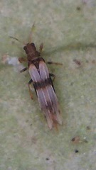 Parthenothrips dracaenae