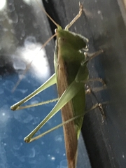 Conocephalomima barameda