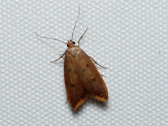 Tachystola acroxantha