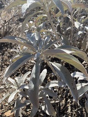 Salvia apiana