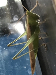 Conocephalomima barameda