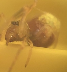 Neospintharus trigonum