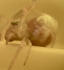 Neospintharus trigonum