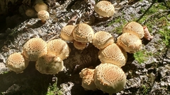 Pholiota