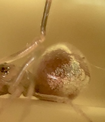 Neospintharus trigonum