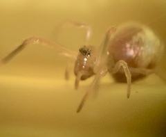 Neospintharus trigonum