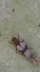 Parthenothrips dracaenae