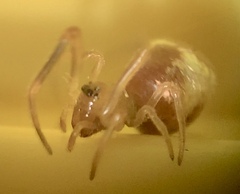 Neospintharus trigonum