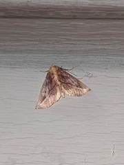 Phyprosopus callitrichoides