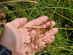 Juncus marginatus
