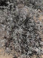 Salvia apiana