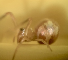 Neospintharus trigonum