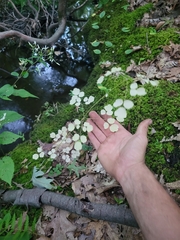 Thalictrum pubescens