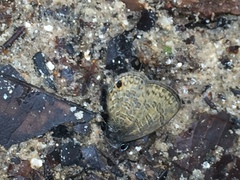 Prosotas nora superdates