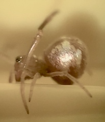 Neospintharus trigonum