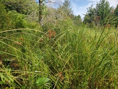 Juncus marginatus