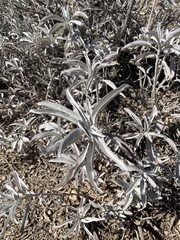 Salvia apiana