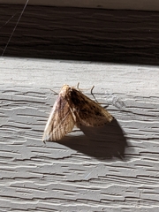 Phyprosopus callitrichoides