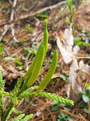 Dendrolycopodium hickeyi