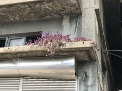 Tradescantia pallida