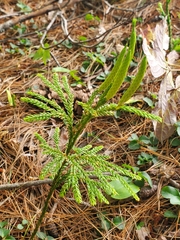 Dendrolycopodium hickeyi