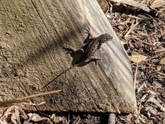 Sceloporus occidentalis bocourtii