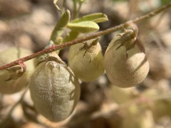 Astragalus nutans