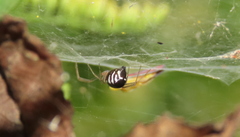 Frontinella pyramitela