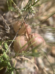 Astragalus nutans