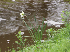 Narcissus tazetta