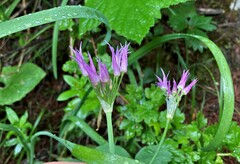 Allium brevistylum