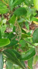 Phyllocnistis hyperpersea