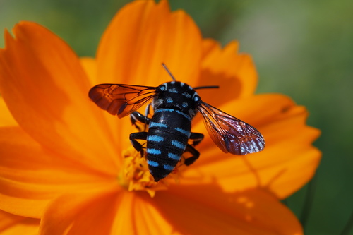 Decorated Cloak-and-dagger Bee photographed in Japan