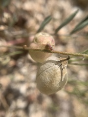 Astragalus nutans