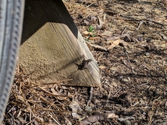 Sceloporus occidentalis bocourtii