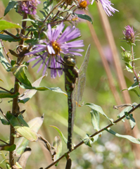 Aeshna verticalis