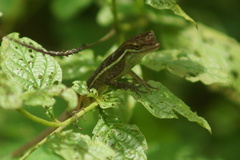 Anolis auratus