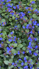 Ceratostigma