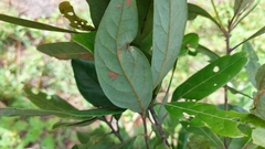 Phyllocnistis hyperpersea